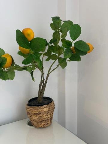 Citrus Suite By Alhaurin Loft City Center Alhaurín de la Torre Екстериор снимка